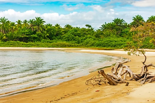 Mangrove vegetation on the edge of the beach surrounded by coconut trees in Serra Grande on the coast of Bahia