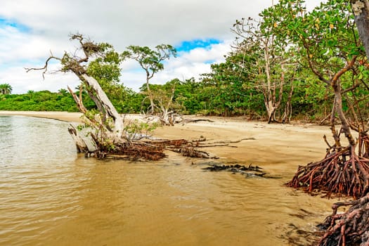 Mangrove vegetation with twisted branches and roots on the shore surrounded by coconut trees in Serra Grande on the coast of Bahia
