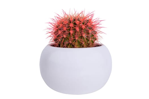 a round cactus with a pink needls, a white potted houseplant, isolated on a white background
