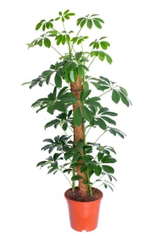 Scheffler plant in pot isolated on white background. Indoor plant. Design element. Clipart