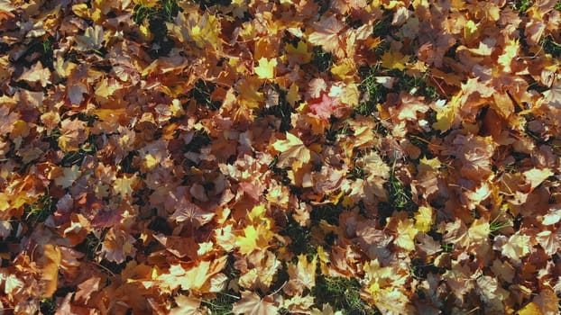 Autumn leaves in the park on the ground. A view from a drone