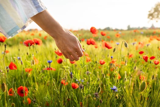 The hands of a young girl hold a poppy in the field. Beautiful field with poppies, cornflowers, wheat