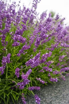 Soft focus flowers, beautiful lavender flowers blooming.