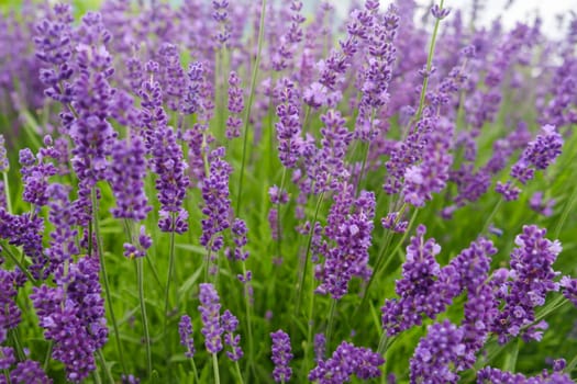 Soft focus flowers, beautiful lavender flowers blooming.