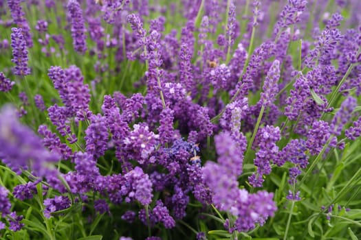 Soft focus flowers, beautiful lavender flowers blooming.