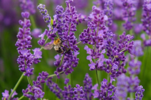 Soft focus flowers, beautiful lavender flowers blooming.