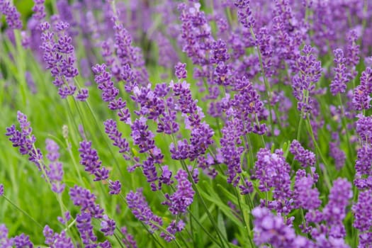 Soft focus flowers, beautiful lavender flowers blooming.