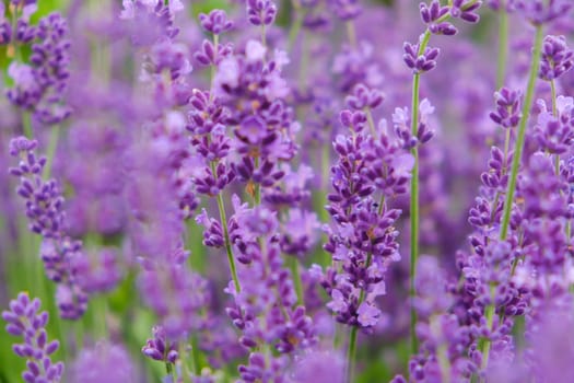 Soft focus flowers, beautiful lavender flowers blooming.