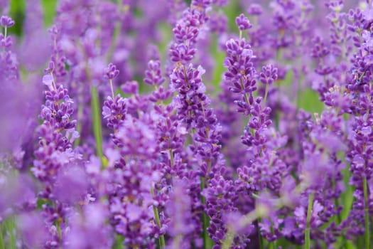 Soft focus flowers, beautiful lavender flowers blooming.