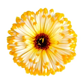 Marigold calendula one flower on white background, isolated. High quality photo