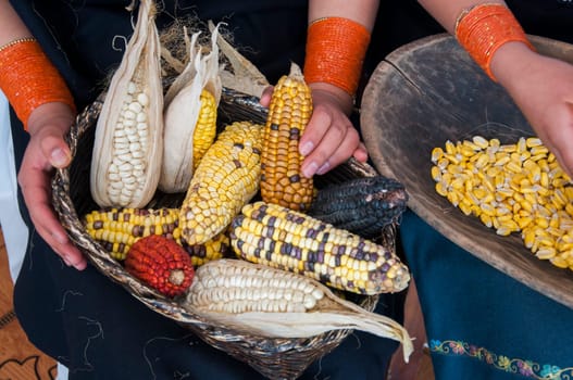 indigenous people showing a bowl full of corn of various colors from the field harvest. High quality photo