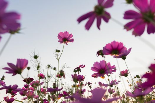 cosmos flowers in sunset