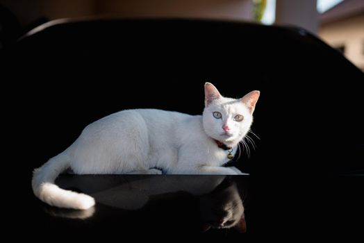 White cat sitting on the hood of black car