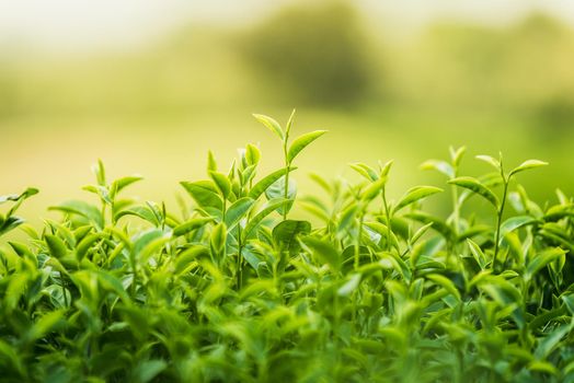 Green tea and fresh leaves