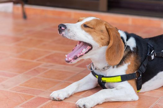 puppy beagle dog yawning and sitting on the floor