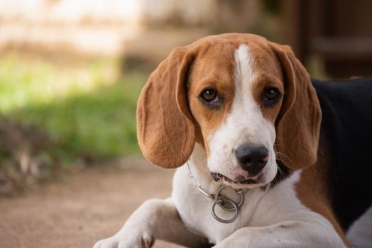 portrait of cute puppy beagle