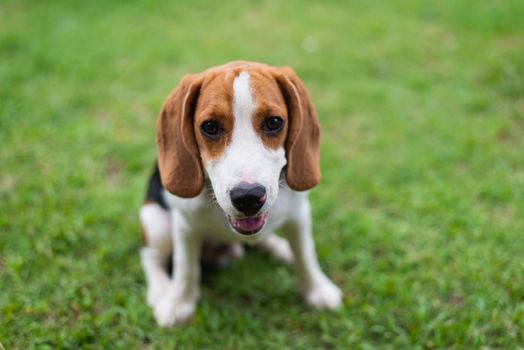 cute beagle on the floor