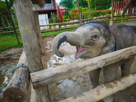 Asian elephants in the zoo