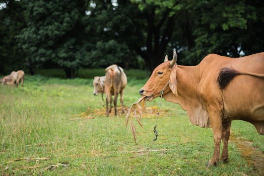 Cow eating in natural field