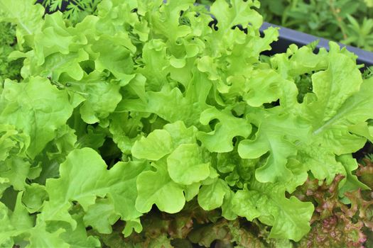 green pick salad as a close-up