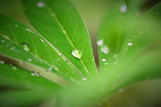 Waterdrops on a lupine leaf as a close up against a dark blurred background