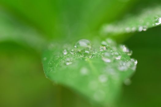 Waterdrops on a lupine leaf as a close up against a dark blurred background