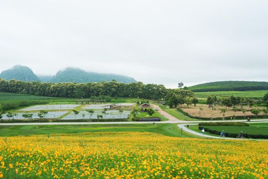 Yellow flower fields with mountain and fog