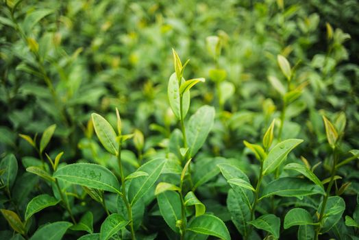 Green tea and fresh leaves