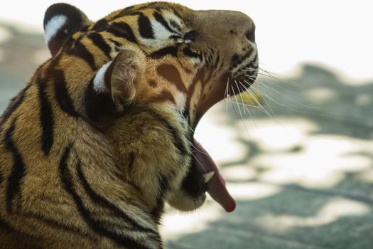 close-up of a beautiful big tiger