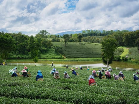 CHIANG RAI, THAILAND - OCTOBER 06: Workers picks tea despite ongoing labor strikes on October 06, 2017 in Chiang rai, Thailand.