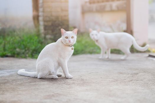 cute white cat sitting