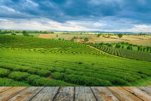 wood floor on green tea farm, Chiang Rai