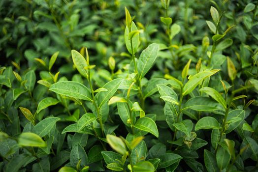 Green tea and fresh leaves