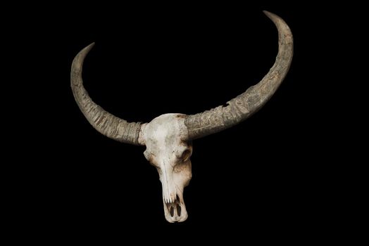 bull skull with horns on a black background