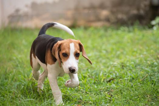 Cute beagle dog running on the grass