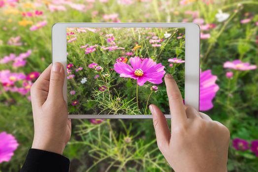 ipad take photo cosmos flowers in sunset