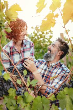 Beautiful smiling couple is cutting grapes at a vineyard.