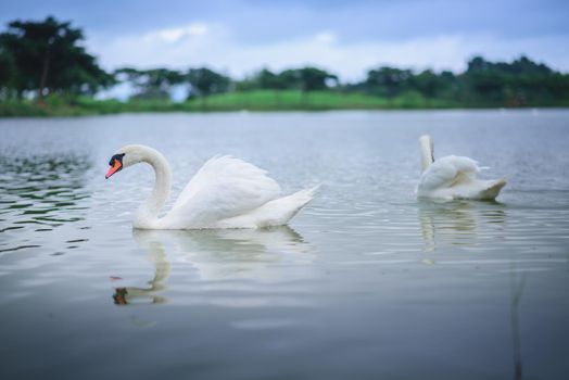 two white swan on the lake