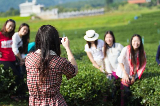 CHIANG RAI, THAILAND - OCTOBER 6 : Asian tourists woman among many tea plantations at Chouifong Tea Farm Chiangrai, Thailand, October 6, 2013.