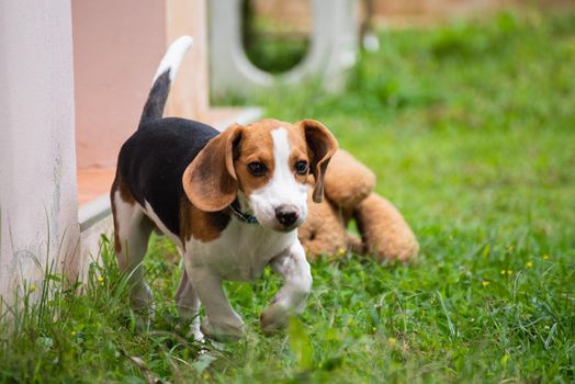 Close up of puppy beagle running, animal pet concept