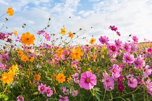 The Cosmos flower of grassland in the morning