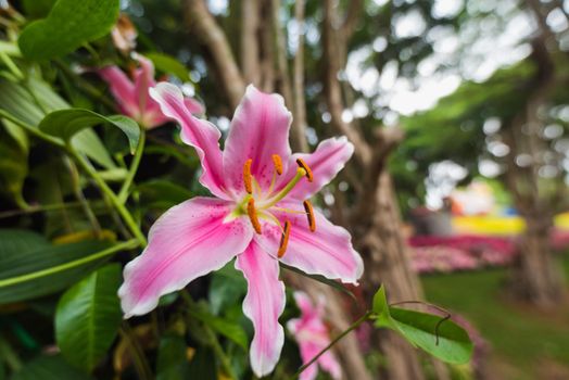 close up of lilly flowers in the garden