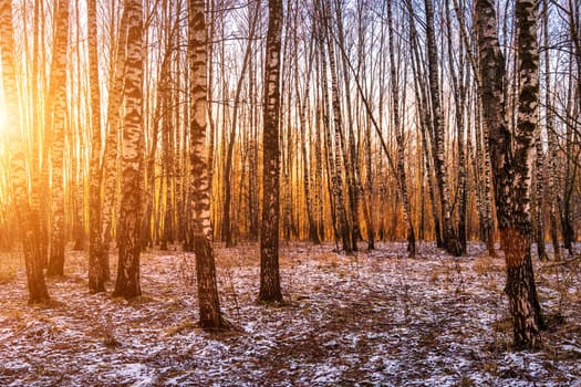 Sunset or sunrise in a birch grove with a first winter snow on earth. Rows of birch trunks with the sun's rays passing through them.