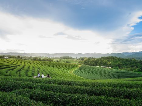 green tea farm at chiang rai, Thailand