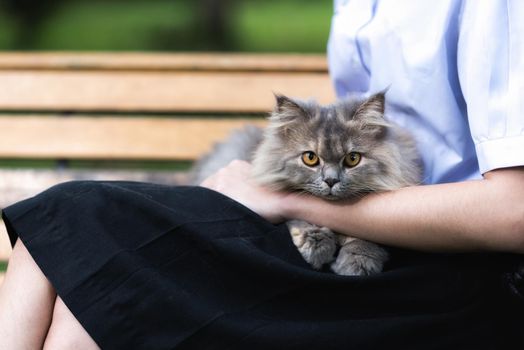 Siberian gray cat sitting on the owner's lap