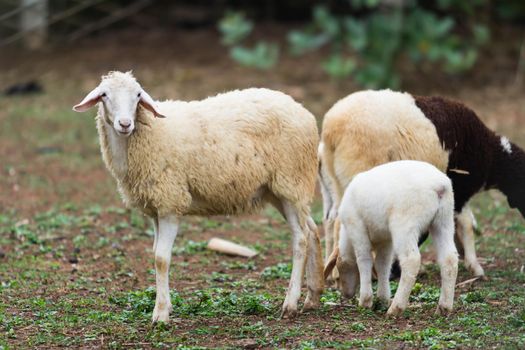 white sheep in the cage