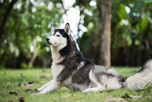 Portrait of Siberian Husky on field grass