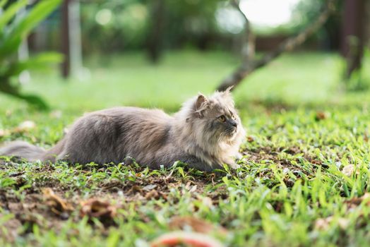 Siberian gray cat sitting on the grass.