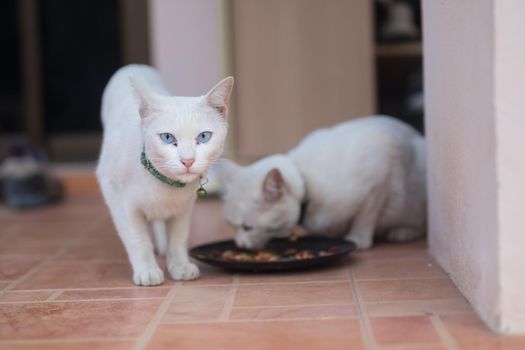 Cute white cats eating