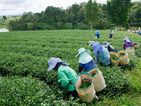 CHIANG RAI, THAILAND - OCTOBER 06: Workers picks tea despite ongoing labor strikes on October 06, 2017 in Chiang rai, Thailand.